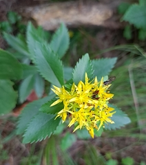 Phedimus kamtschaticus