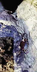 Duolandrevus coulonianus