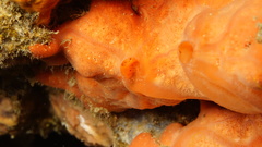 Spirastrella cunctatrix