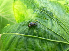 Prepopharus eduardoi