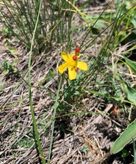 Hypericum linarioides