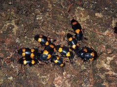 Episcapha quadrimacula