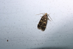 Martyringa latipennis