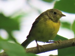 Geothlypis philadelphia