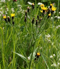 Picris japonica kamtschatica