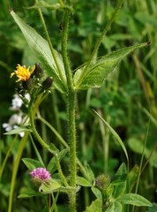 Picris japonica kamtschatica