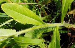 Picris japonica kamtschatica