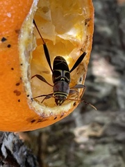 Neoclytus mucronatus