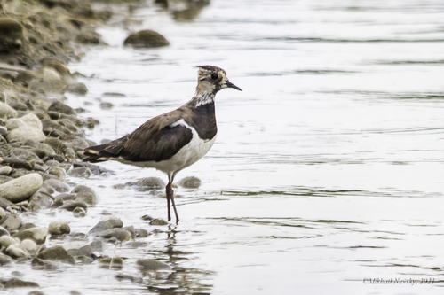 Avefría europea (Vanellus vanellus)