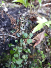 Scutellaria novae-zelandiae