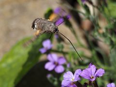 Macroglossum stellatarum