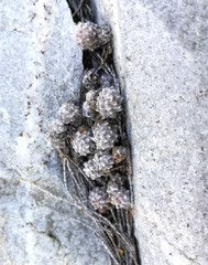 Anacampseros filamentosa