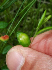 Exobasidium rostrupii