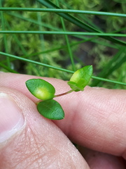 Exobasidium rostrupii