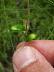 Exobasidium rostrupii