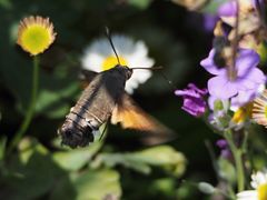Macroglossum stellatarum