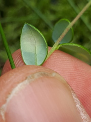 Exobasidium rostrupii