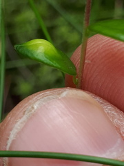 Exobasidium rostrupii