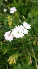 Heliosperma alpestre