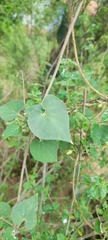 Pergularia