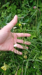 Heliosperma alpestre