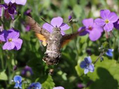 Macroglossum stellatarum