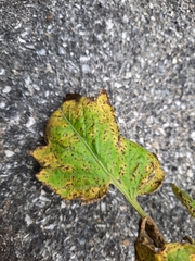 Septoria lycopersici