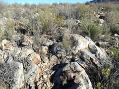 Anacampseros filamentosa