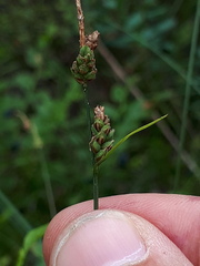 Carex globularis