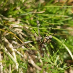 Tipula maxima