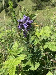 Aconitum nasutum