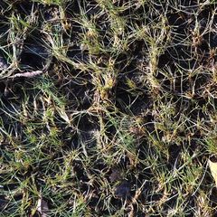 Eleocharis acicularis