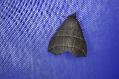 Colobochyla salicalis