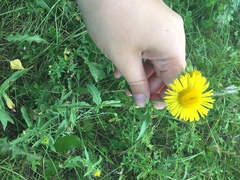 Pentanema britannica