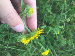 Pentanema britannica