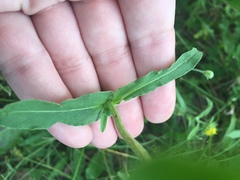 Pentanema britannica