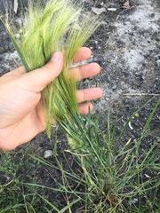 Hordeum jubatum
