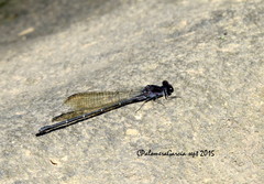 Argia tezpi