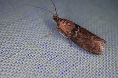 Sciota fumella