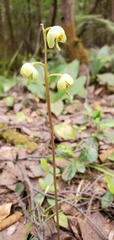 Pyrola chlorantha