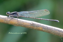 Argia tezpi