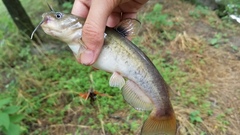 Ameiurus platycephalus