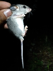 Ototylomys phyllotis