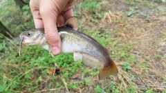 Ameiurus platycephalus