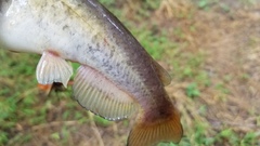 Ameiurus platycephalus