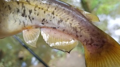 Ameiurus platycephalus