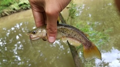 Ameiurus platycephalus