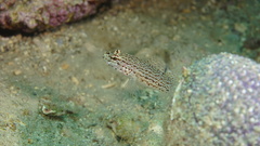 Gobius fallax