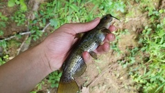 Ameiurus brunneus