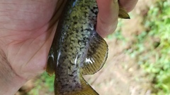 Ameiurus brunneus